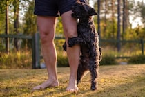 犬が『人間に腰を振る』心理5つ　マウンティングをする理由や止めさせる方法まで解説