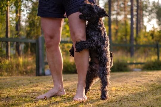 犬が『人間に腰を振る』心理5つ　マウンティングをする理由や止めさせる方法まで解説