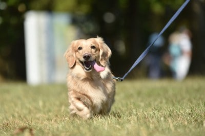 芝生の上を散歩する犬