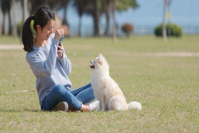 座る犬の写真を撮る、屋外