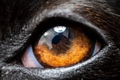 犬の目のアップ
