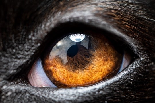 犬を撮影すると目が光る『2つの理由』上手く写真を撮るためのコツや注意点まで解説