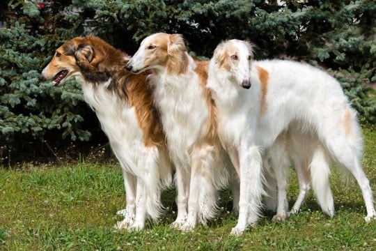 『美しい見た目をしている犬種』5選 　容姿端麗なワンコの特徴や飼う前に知っておくべきことまで