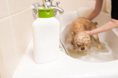 犬を洗っているバスタブの縁に置かれたシャンプー剤