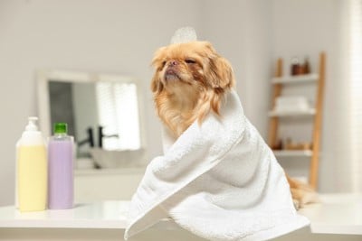 シャンプーボトルの隣に座るタオルで包まれた犬