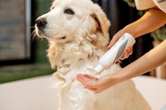 犬用シャンプーの正しい保管方法　細菌汚染を防ぐために飼い主ができること【獣医師執筆】