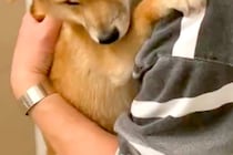 お風呂が大嫌いな犬→湯船に入れようとすると、パパに抱き着いて…守りたくなる『表情』が23万再生「困り顔がたまらん」「助けに行きたい」