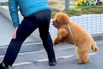 街の人々に愛されている犬→散歩中に出会うと…ご近所付き合いが上手すぎる『尊い光景』が67万再生「私ももふもふしたい」「なんて可愛い毛玉」