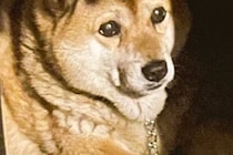 犬の頭に『影が落ちた』結果→まさかのドレッドヘアー？『前髪』ができてしまう光景に3万いいね集まる「素敵ｗｗ」「なんか乗っけてるのかと」