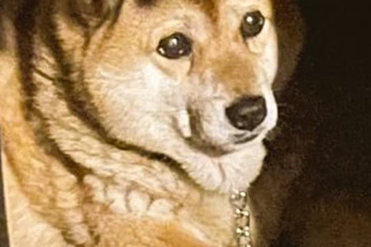 犬の頭に『影が落ちた』結果→まさかのドレッドヘアー？『前髪』ができてしまう光景に3万いいね集まる「素敵ｗｗ」「なんか乗っけてるのかと」