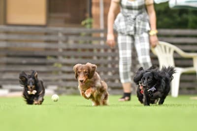 ドッグランで遊ぶダックス