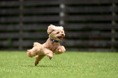 はしゃぐ犬