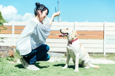 ドッグランで遊ぶ女性と犬