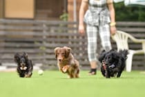 犬の『ドッグラン』でやってはいけない絶対NG行為7選　間違った行動がトラブルを引き起こすことも…
