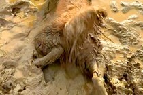 雨上がり、車で2匹の大型犬と広場へ→水溜まりを発見した瞬間に…悲惨すぎる『衝撃的な光景』が125万再生「絶対わざとｗｗ」「絶望で草」