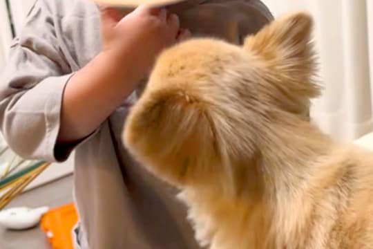 1歳の男の子を遊びに誘う犬→おててが当たって泣かせてしまった結果…『ごめんね』を伝える光景に称賛「申し訳なさそう」「優しいお姉ちゃん」