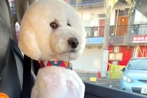 車の助手席に乗る大型犬→なぜか通行人にチラチラ見られて…思わず二度見する『まさかの座り方』に反響「オヤジで草」「笑ってしまったｗｗ」