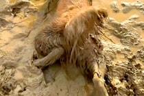 雨上がり、車で2匹の大型犬と広場へ→水溜まりを発見した瞬間に…悲惨すぎる『衝撃的な光景』が125万再生「絶対わざとｗｗ」「絶望で草」