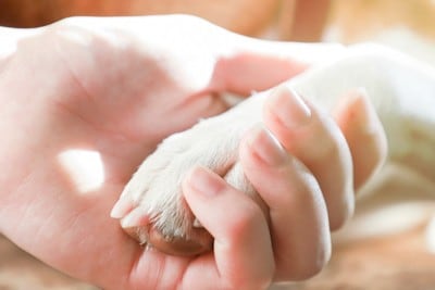 犬と手を結ぶ