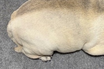 眠っている犬を『上から撮影してみた』結果…まさかの『食べ物にしか見えない光景』に2万いいね集まる「完全一致で草」「生牡蠣ｗｗ」と爆笑続々