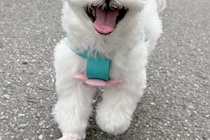 ウキウキで散歩する犬→行き先が『病院』で、注射を打たれてしまい…何も信じられなくなった『表情』に2万いいね「差がｗｗ」「人間味あって草」