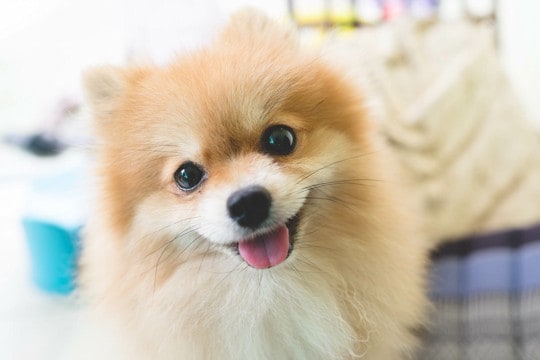 犬が『嬉しそうな顔』をしているときの心理3つ　笑顔の本当の意味や注意点まで解説