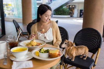 カフェで食事する女性を見る犬