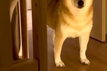 赤ちゃんを寝かしつけた後、寝室まで様子を見に来た犬→『おいで』と言うと…まさかの『ツンデレすぎる展開』に反響「柴距離発動ｗ」「たまらん」
