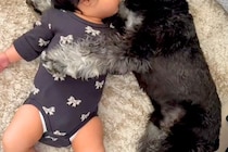 朝、赤ちゃんの隣で寝転がる犬→まるで『寝かしつけている』ようで…あまりにも尊い『平和すぎる光景』が29万再生「幸せの具現化」「腕枕が…」