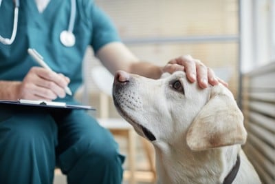 診察を受ける犬