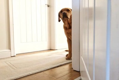 顔を出す犬