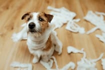 犬の『分離不安』を治す方法4つ　寂しがりやとの違いとは？主な治療法までご紹介
