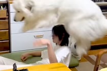 超大型犬が『子犬の気持ちのまま成長した』結果→自分の大きさを理解しておらず…『まさかの光景』が827万再生「ボコボコで草」「幸せそうｗ」