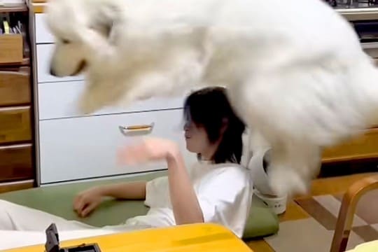 超大型犬が『子犬の気持ちのまま成長した』結果→自分の大きさを理解しておらず…『まさかの光景』が827万再生「ボコボコで草」「幸せそうｗ」