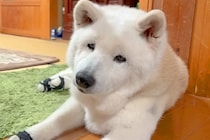 家族の外食中、家で寂しく待つ老犬→みんなが帰ってきて『お留守番を褒められた』結果…泣けるほど尊い光景に反響「皆に愛されてる」「癒される」