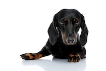 人間の常識は通用しない？！ダックスフンドに多い『犬の円形脱毛症』の真実【獣医師執筆】