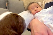 妊娠中、ずっと寄り添い続けてくれた犬→出産後『赤ちゃんと初めて会った』結果…涙が出るほど素敵な物語が41万再生「心が温まる」「頼もしい」