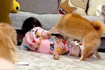 1歳の女の子が『柴犬に押し倒されてしまった』結果→大型犬が駆け寄って…頼もしすぎる『まさかの光景』が44万再生「相棒のよう」「優しい」