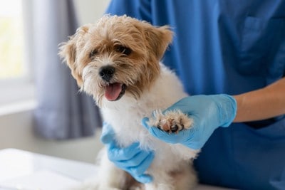 診察を受ける犬
