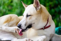 犬が『自分の手足を噛む』理由5選　放っておいて大丈夫？病院に行くべきサインまで