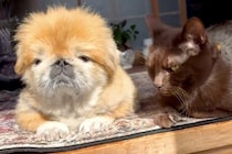 おじいちゃん犬とおじいちゃん猫が、仲良く日向ぼっこをして…いつまでも見ていたい『尊すぎる光景』に反響「癒しの時間」「空気感好きすぎる」