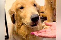 口の中に何かを隠している大型犬→『ちょうだい』と手を差し出すと…丸ごと隠していた『まさかのモノ』に驚き「噛まずに大事にｗｗ」「たまらん」