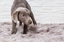 犬が『信用していない人』にみせるサイン５選　信頼関係が崩壊する飼い主のNG態度とは？