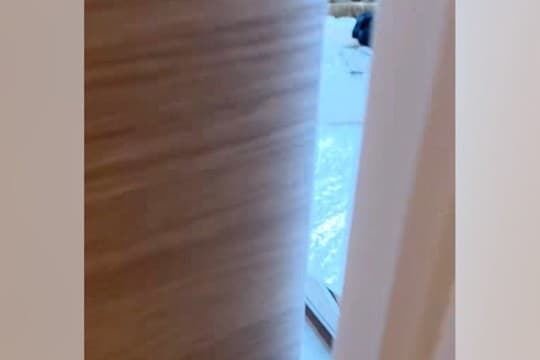 『仕事、がんばるぞ』と部屋に入った結果→犬と猫がゴロゴロしていて…仕事できるわけがない光景が53万再生「ぬいぐるみかとｗ」「混ざりたい」
