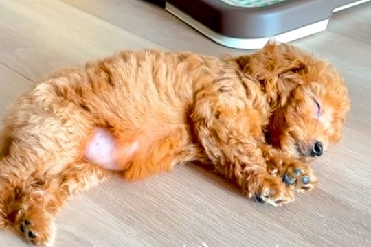 親犬の体重が3キロの赤ちゃん犬→『小柄に育つのかな』と思っていたら…予想を超える『現在の成長』が59万再生「愛の大きさ」「安定感すごい」