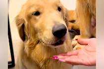 口の中に何かを隠している大型犬→『ちょうだい』と手を差し出すと…丸ごと隠していた『まさかのモノ』に驚き「噛まずに大事にｗｗ」「たまらん」