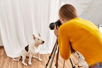 犬に『カメラのフラッシュ』危険な理由4つ　愛犬の目に与える悪影響とは？
