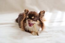 犬に『歯磨きガム』効果的な与え方とは？使用するメリットや注意点まで