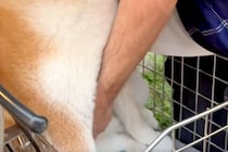 自転車で遊びに出かけた犬→帰るため、カゴから持ち上げようとした結果…『絶対下りたくない』まさかの光景に反響「可愛すぎ」「コントみたいｗ」