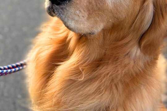 通りすがりの小学生男子が『散歩中の大型犬』を見た結果→会話が聞こえてきて…『まさかの内容』に3万いいね「半分正解ww」「顔虚無ってて草」